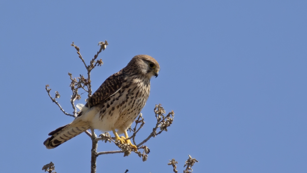 Common Kestrel
