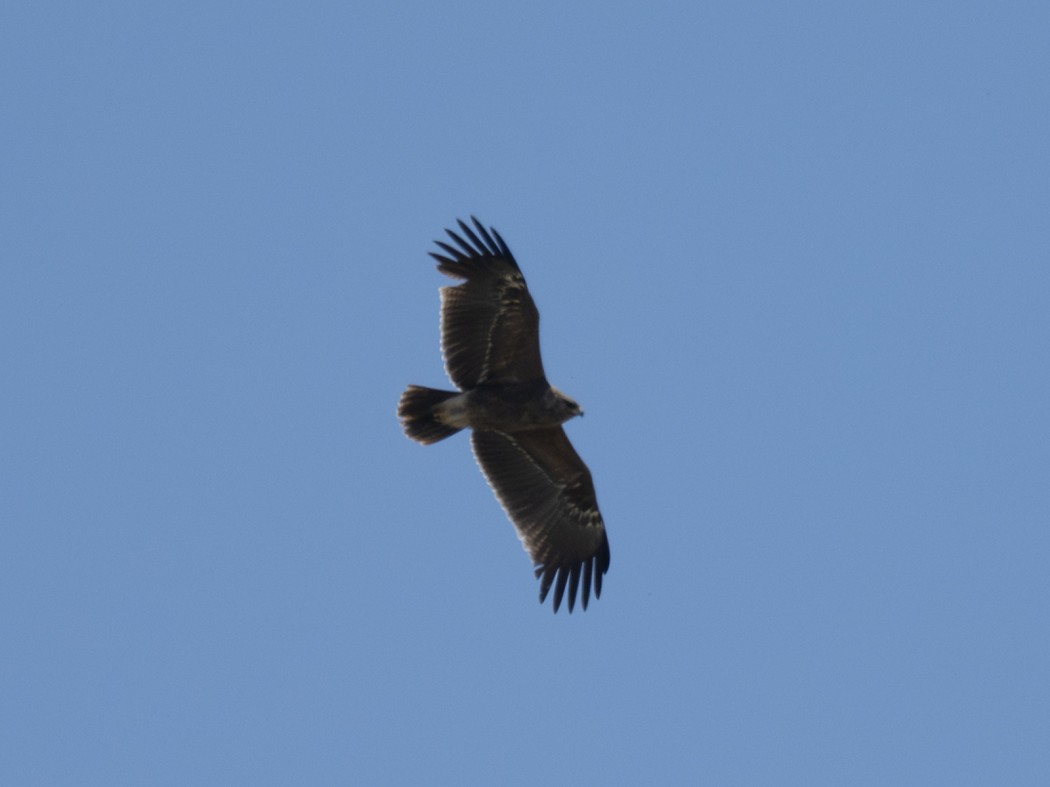 Lesser Spotted Eagle