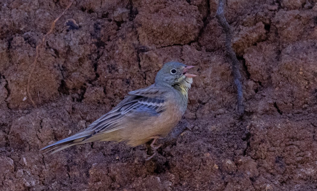 Ortolan Bunting