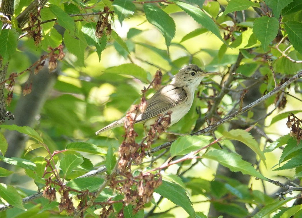 Eastern Olivaceous Warbler