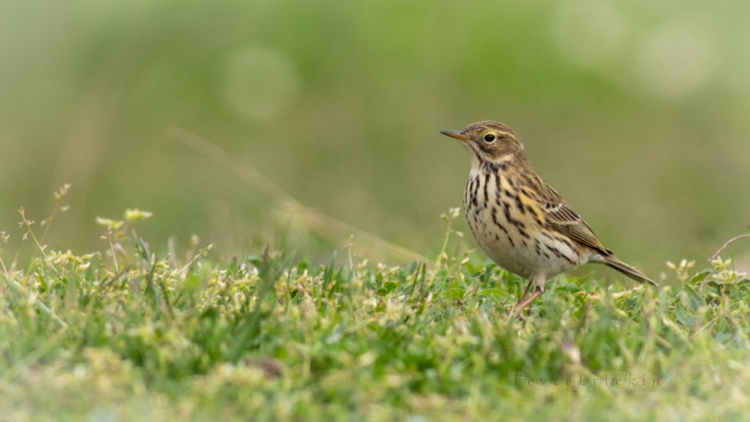 Meadow Pipit