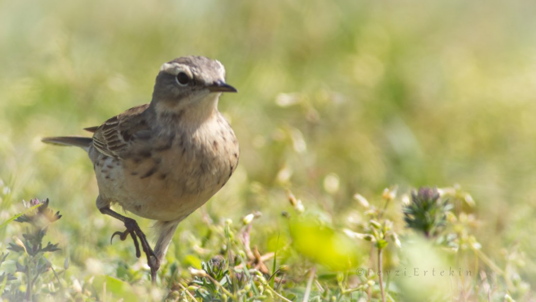 Water Pipit