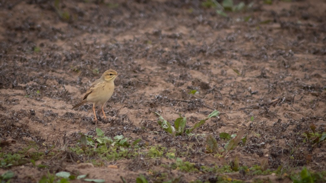 Tawny Pipit