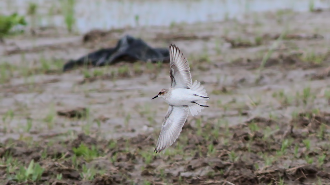 Little Stint