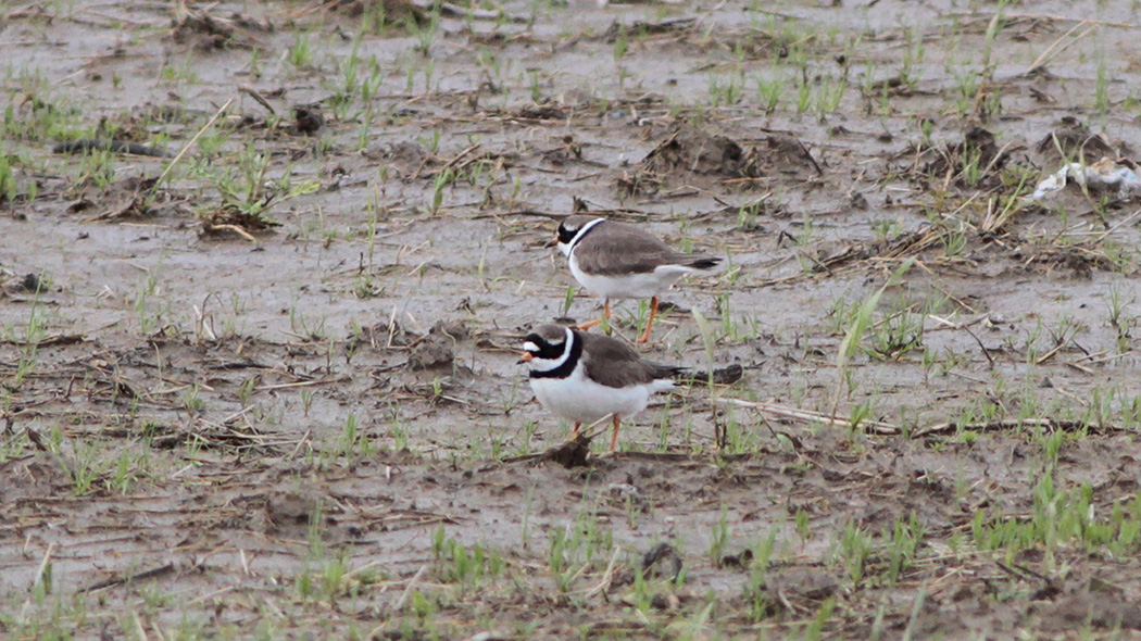 Common Ringed Plover