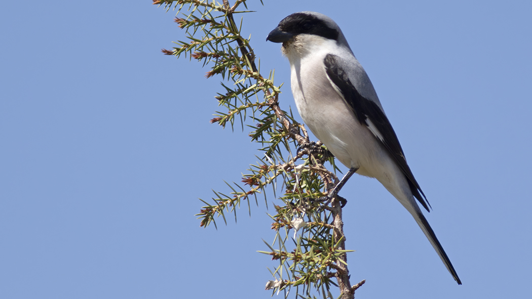 Lesser Grey Shrike