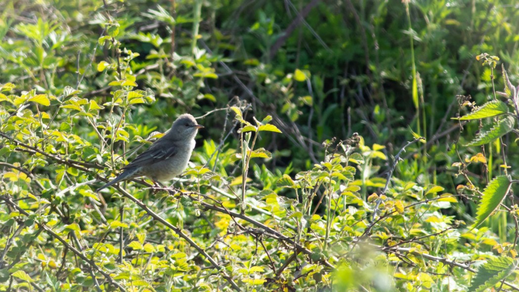 Barred Warbler