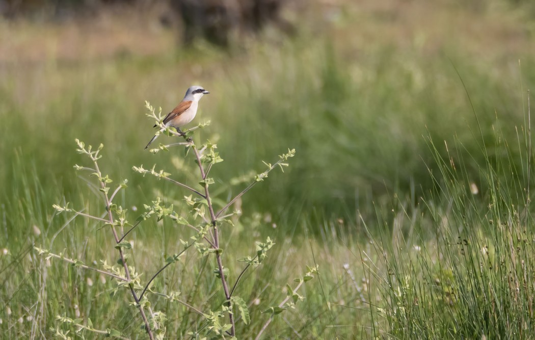 Red-backed Shrike