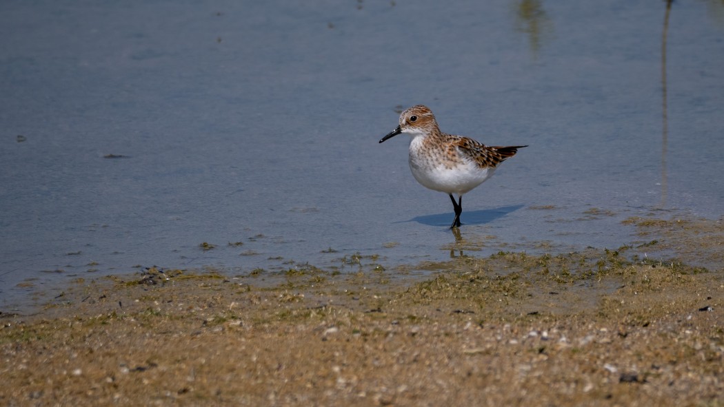 Little Stint