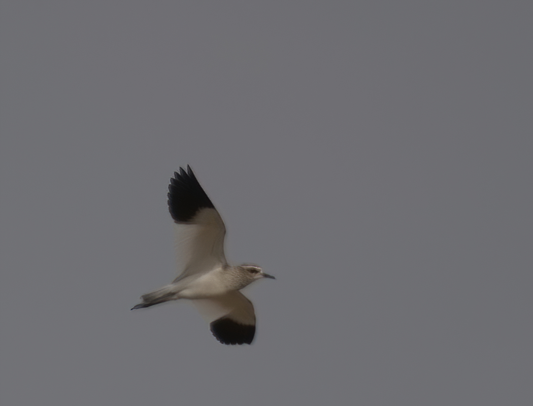 Sociable Lapwing