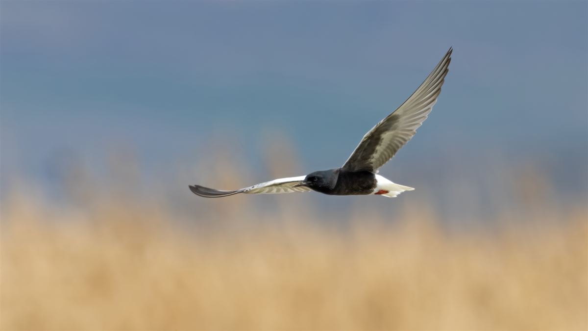 White-winged Tern