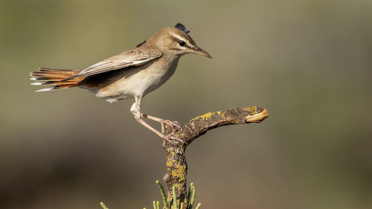 Rufous-tailed Scrub Robin