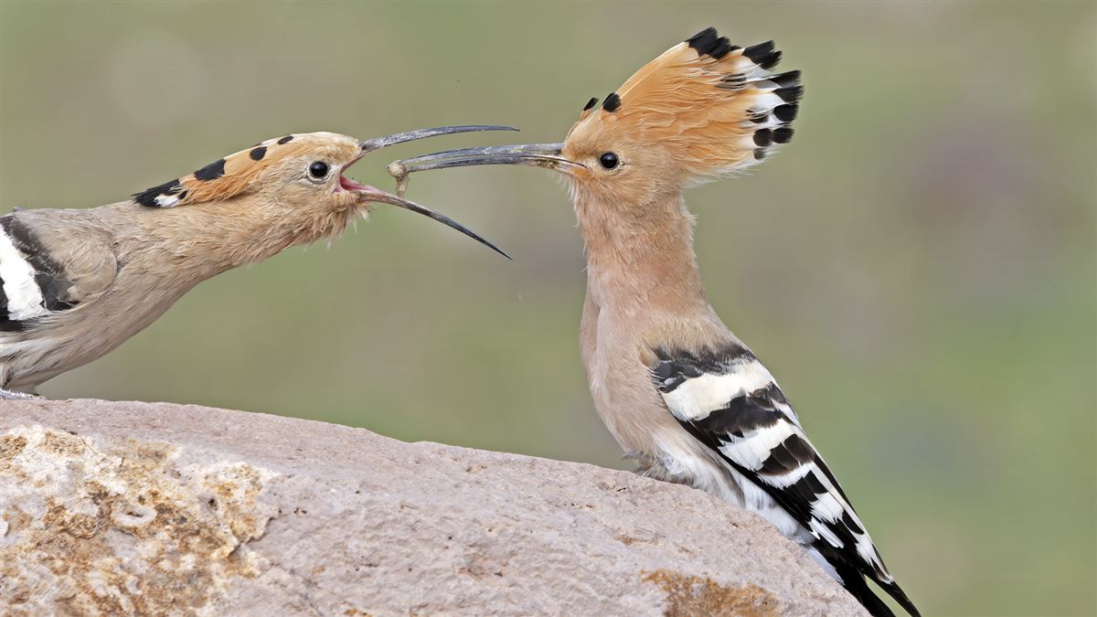 Common Hoopoe