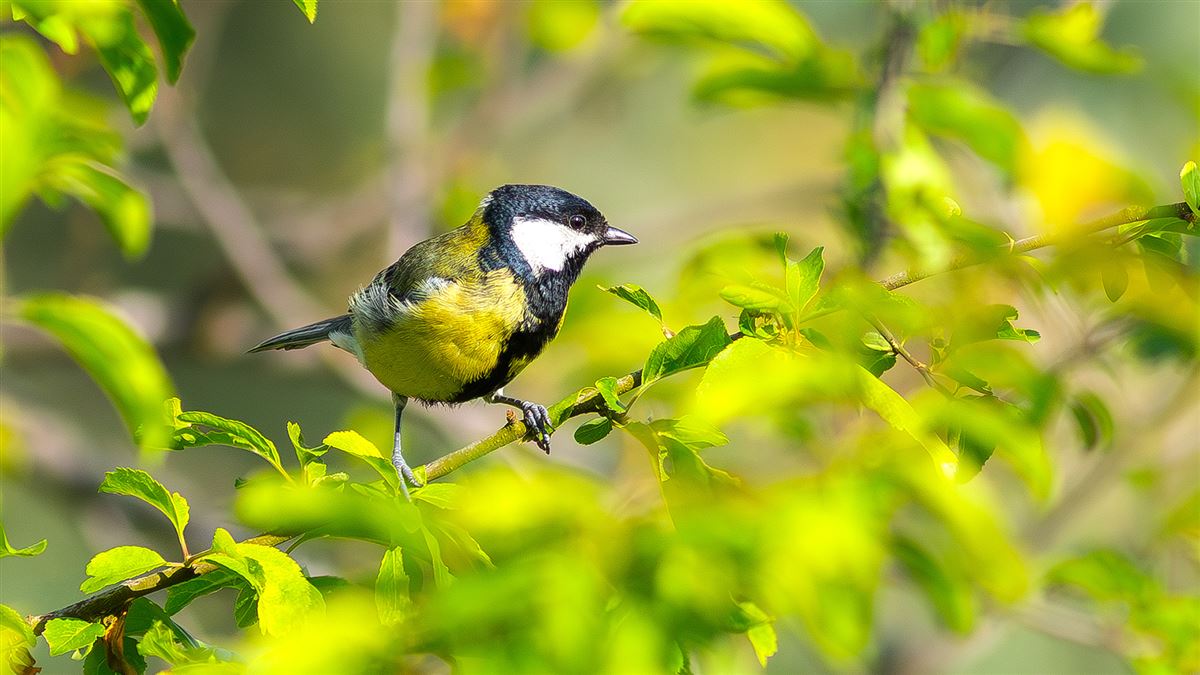 Great Tit
