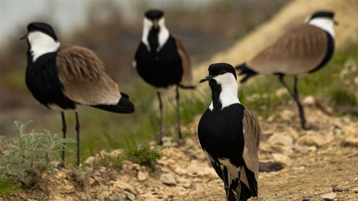Spur-winged Lapwing