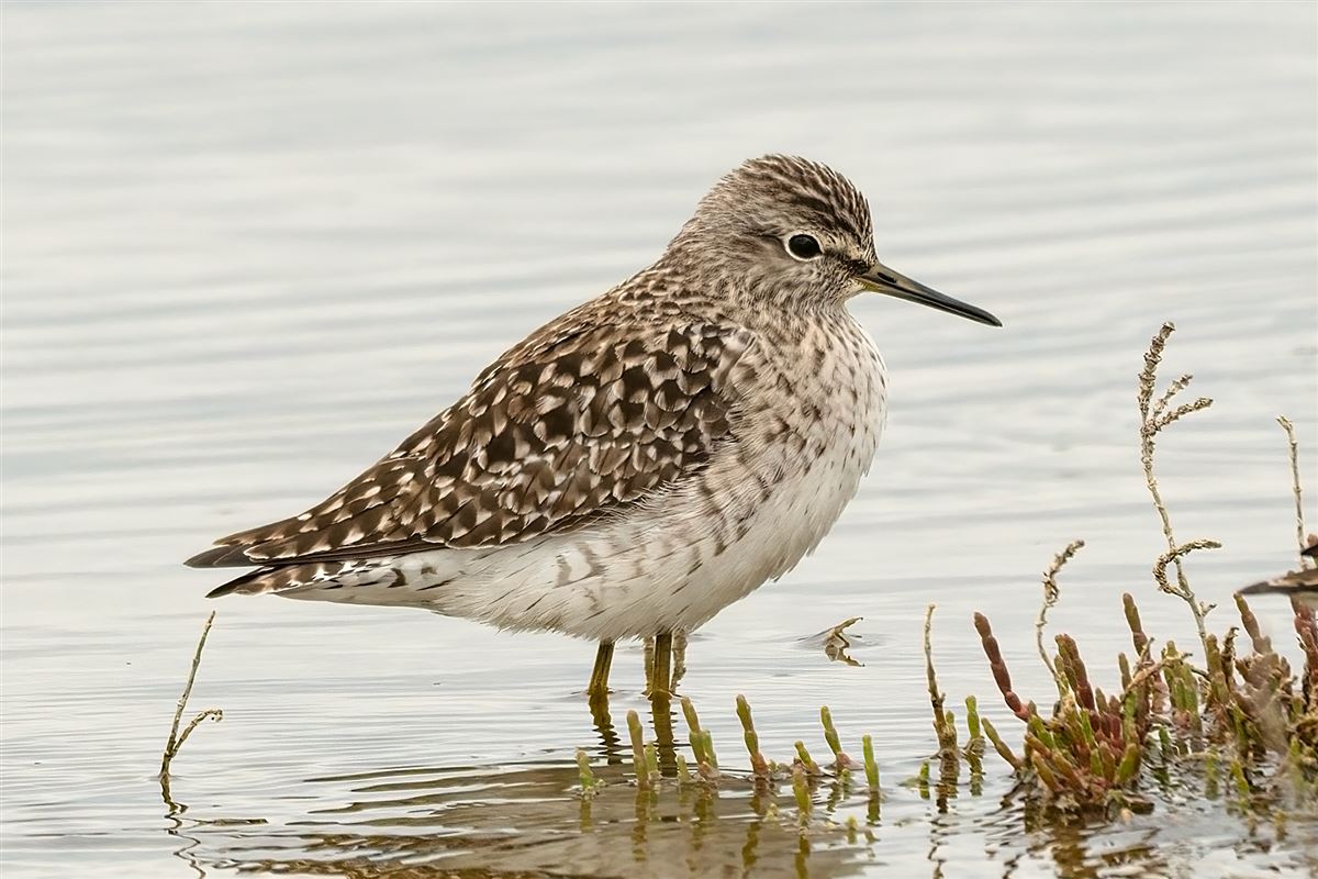 Wood Sandpiper