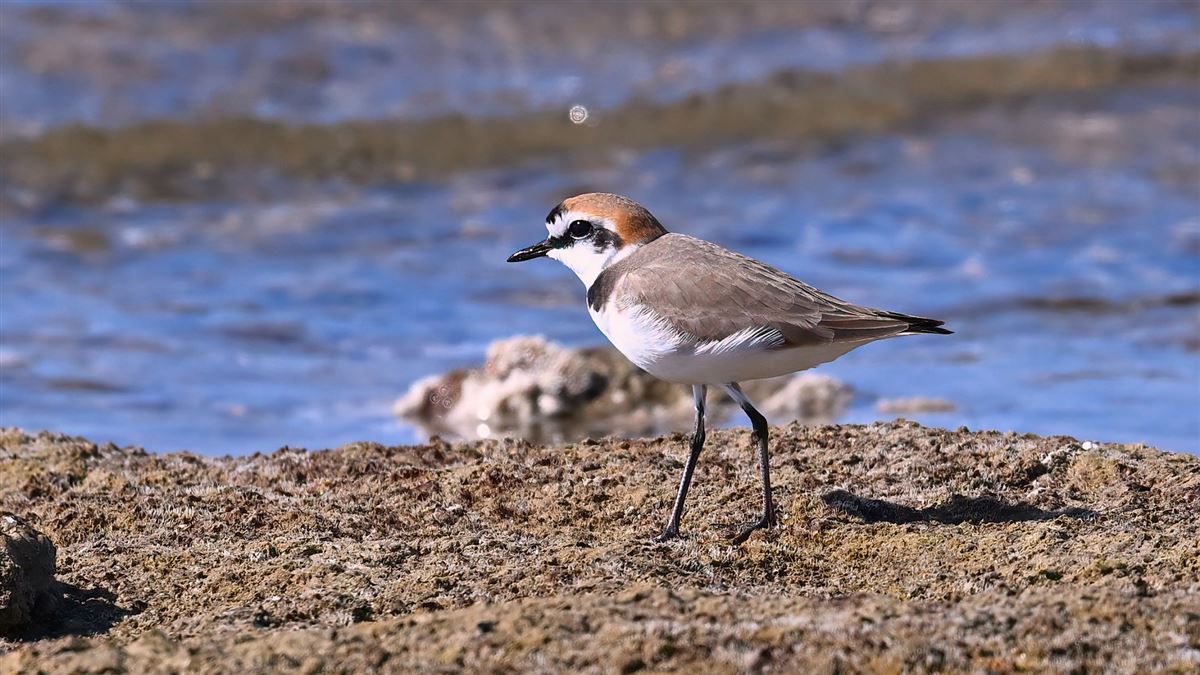 Kentish Plover
