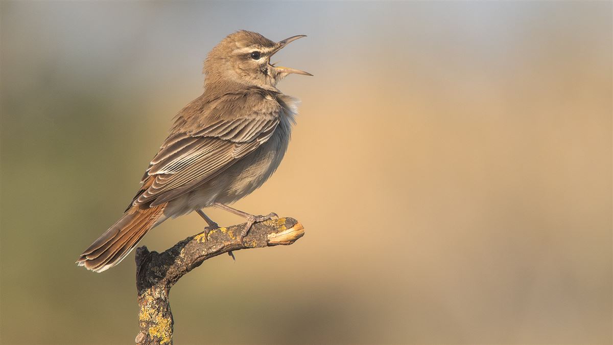 Rufous-tailed Scrub Robin