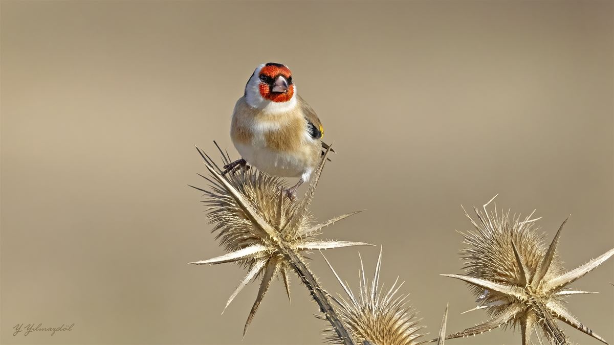 European Goldfinch