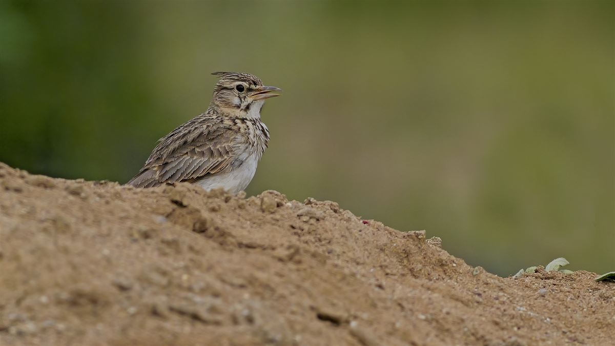 Crested Lark