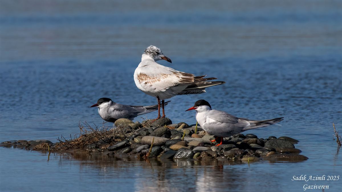 Common Tern