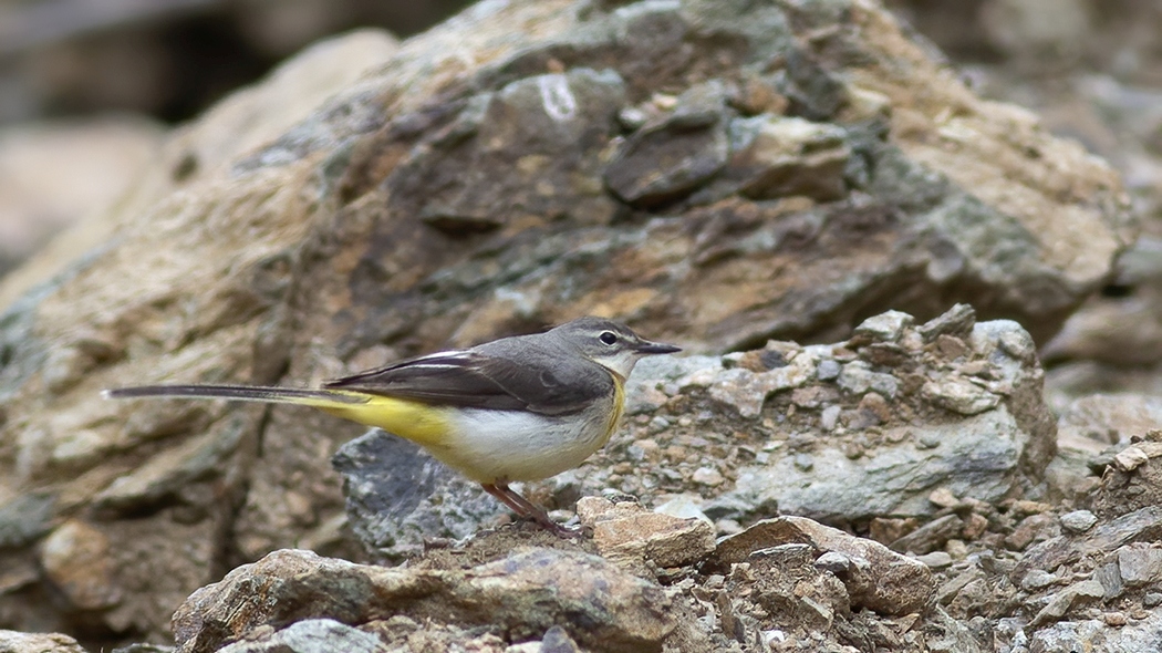 Grey Wagtail