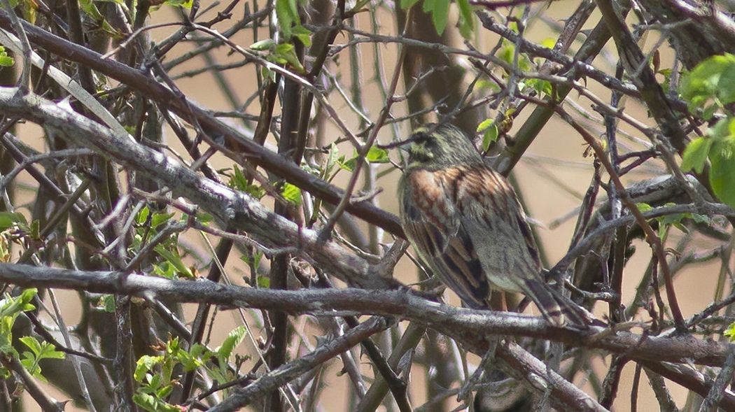 Cirl Bunting