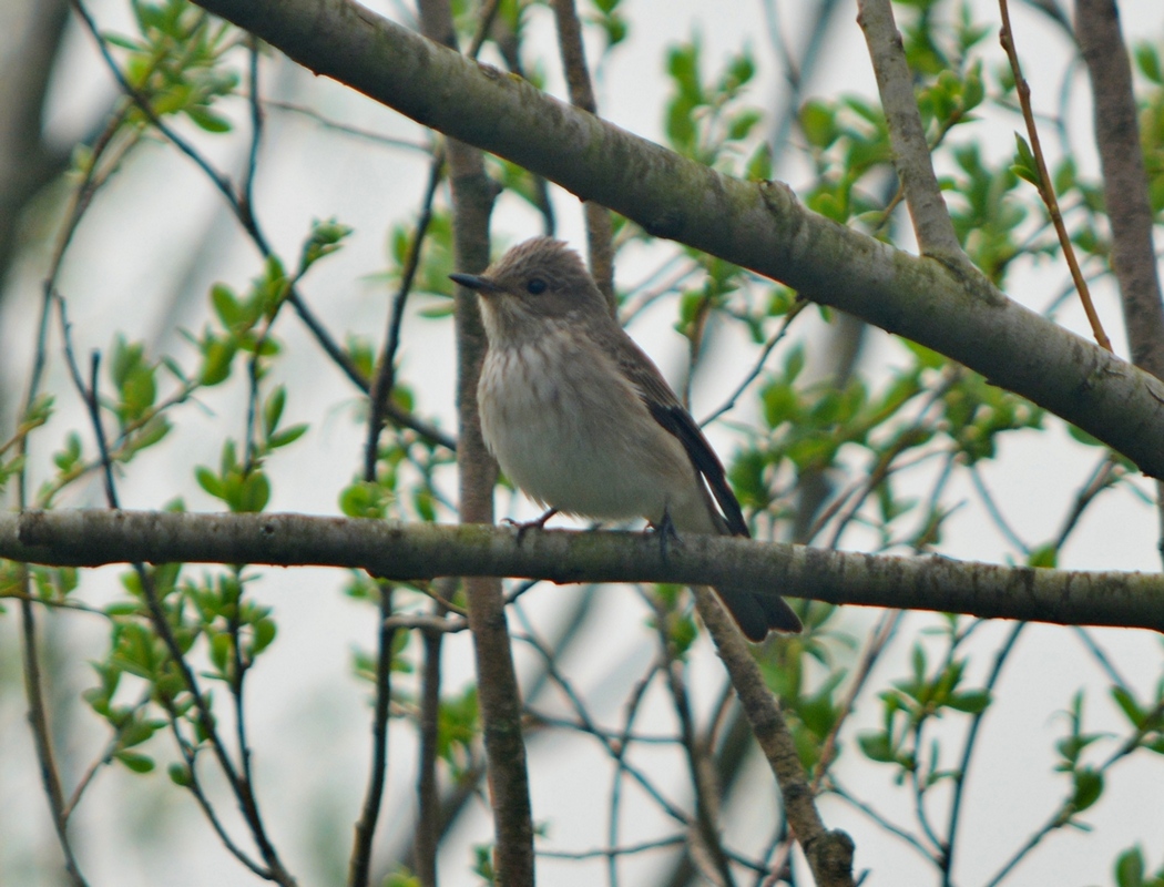 Spotted Flycatcher