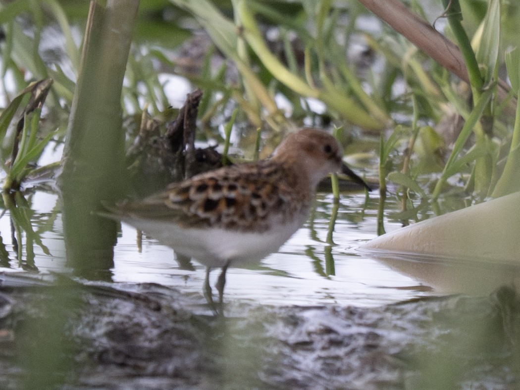 Little Stint