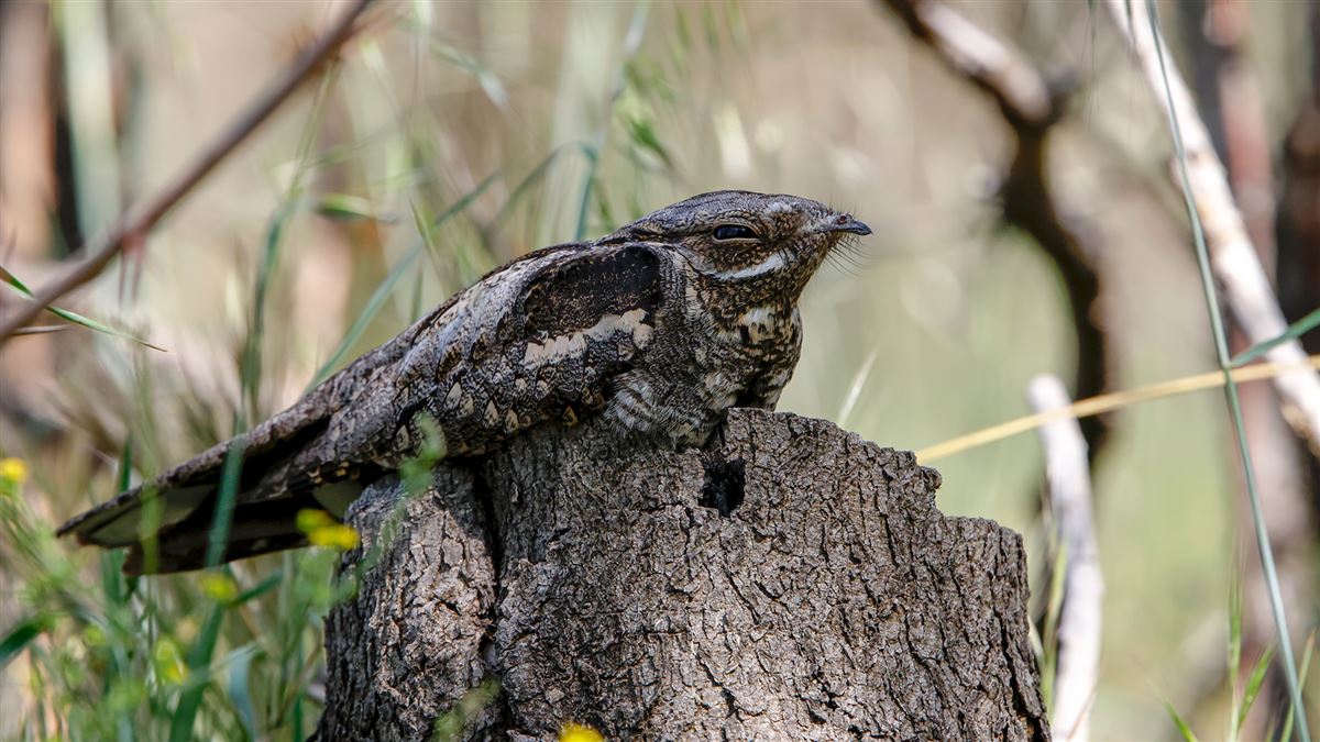 European Nightjar
