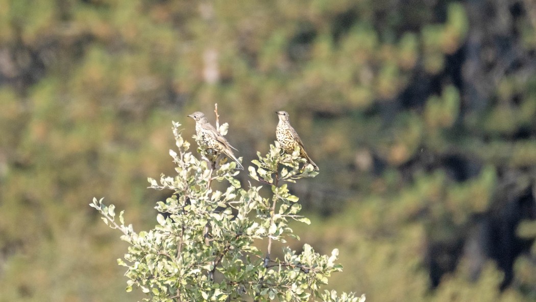 Mistle Thrush