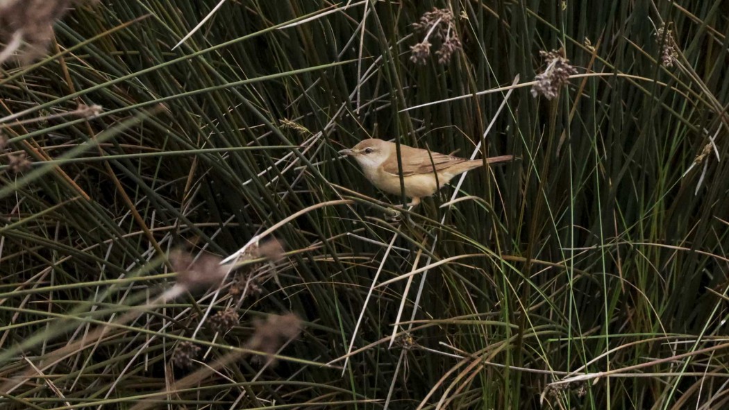 Great Reed Warbler
