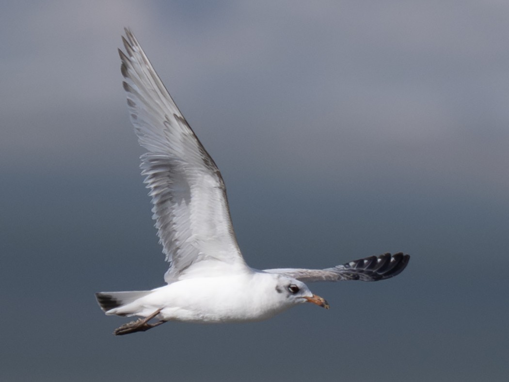 Mediterranean Gull