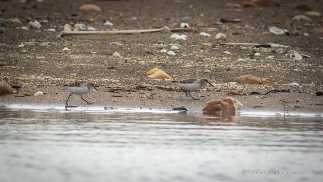 Little Stint