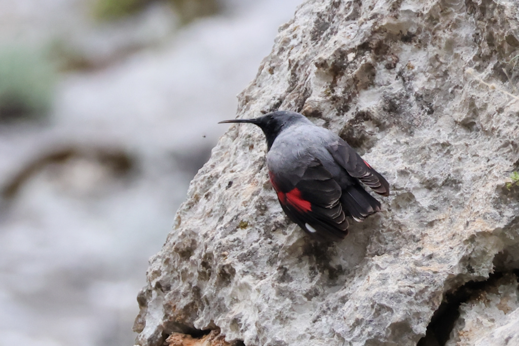 Wallcreeper
