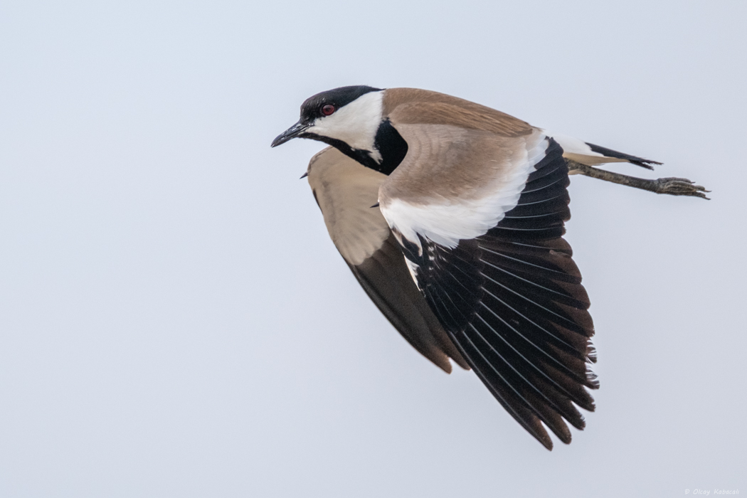 Spur-winged Lapwing