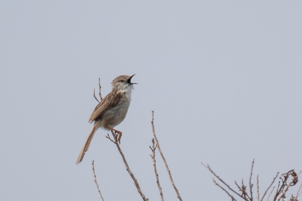 Delicate Prinia