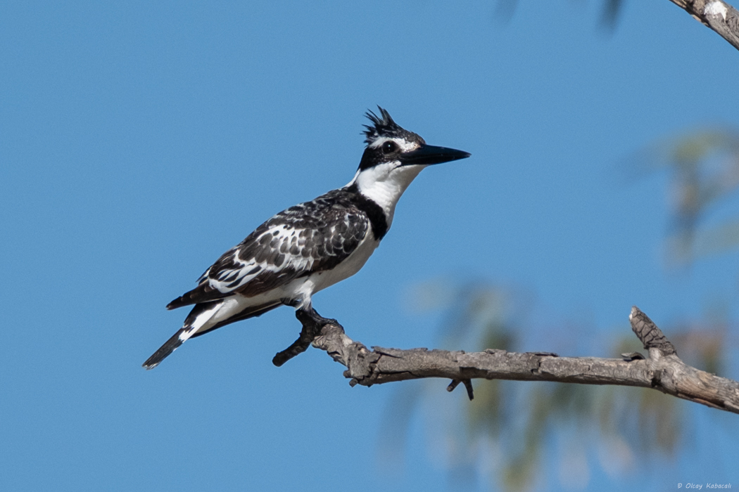 Pied Kingfisher