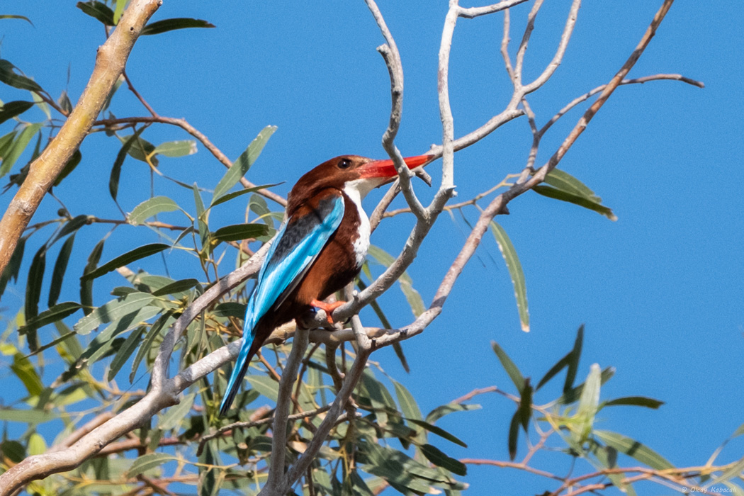 White-throated Kingfisher