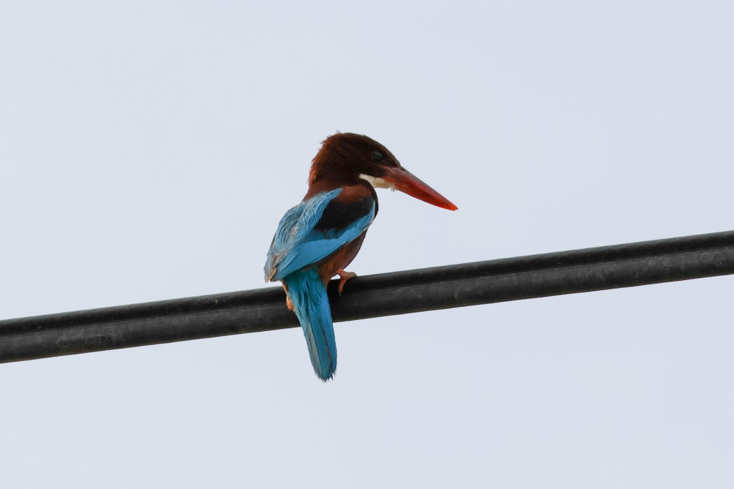 White-throated Kingfisher