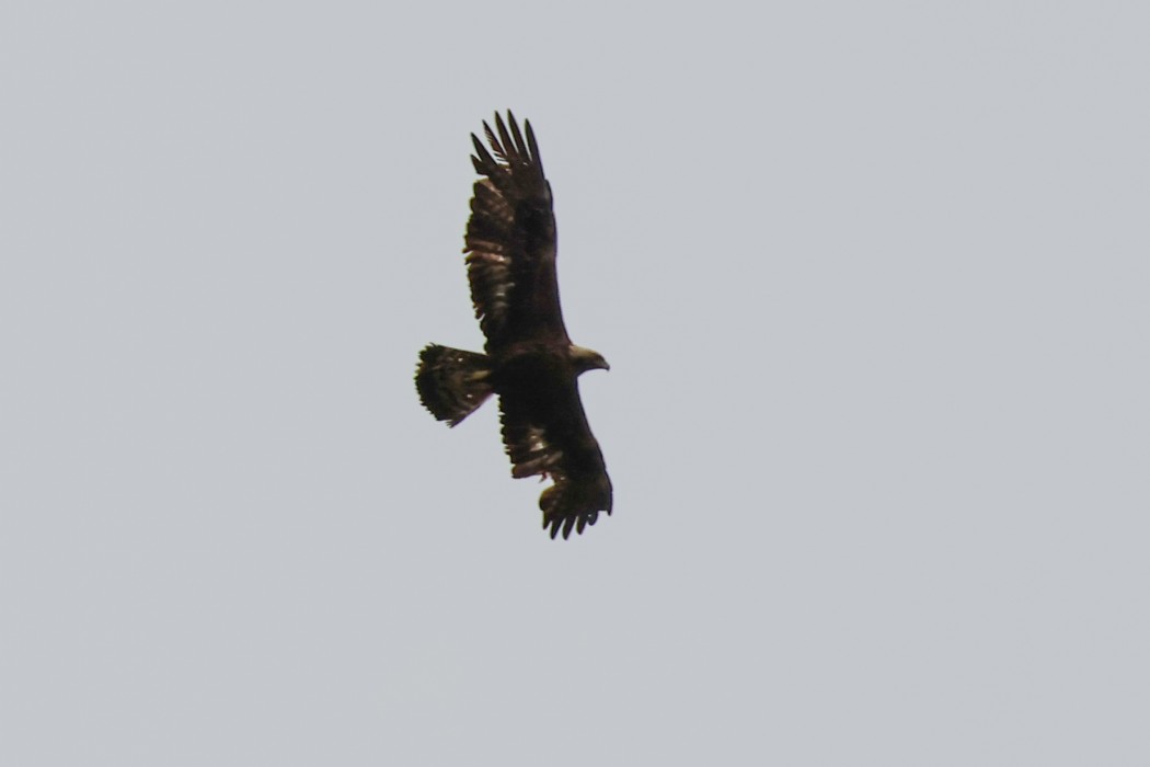 Golden Eagle