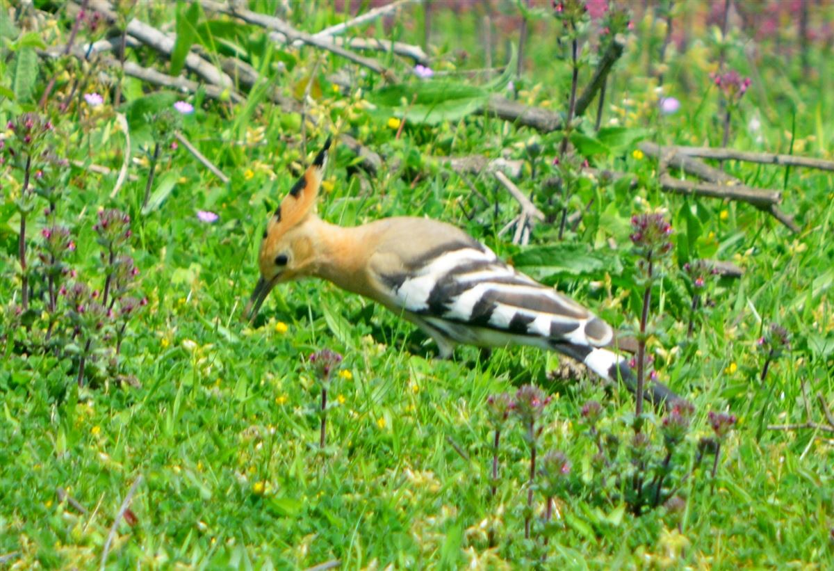 Common Hoopoe