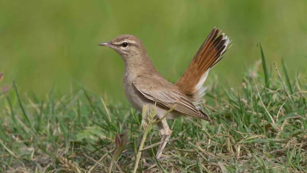 Rufous-tailed Scrub Robin