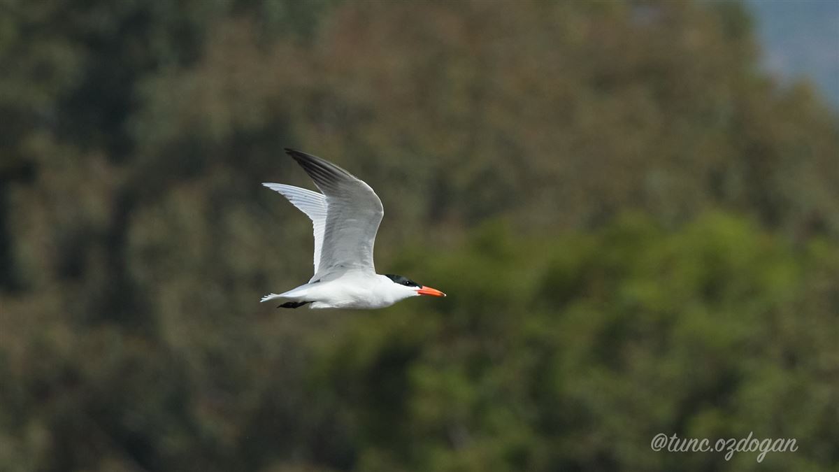Caspian Tern