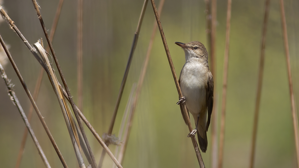 Great Reed Warbler