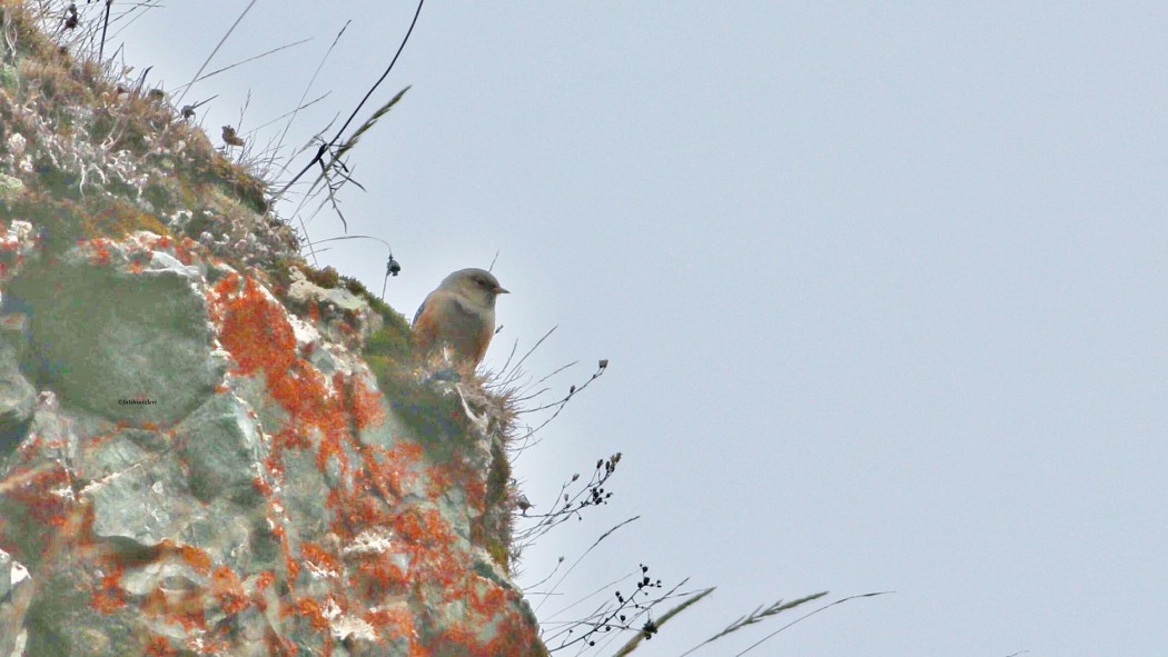 Alpine Accentor