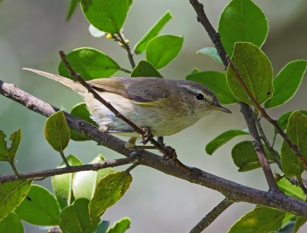 Eastern Bonelli`s Warbler