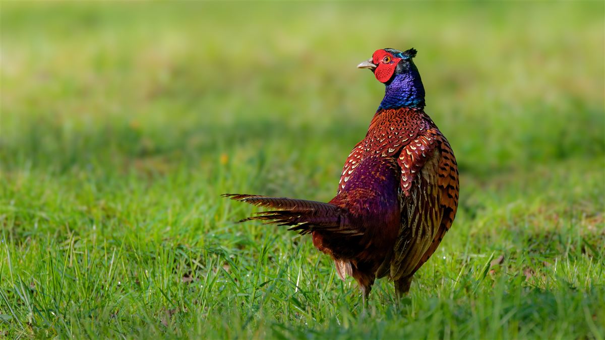 Common Pheasant