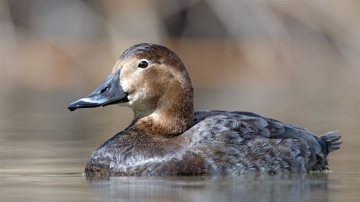 Common Pochard