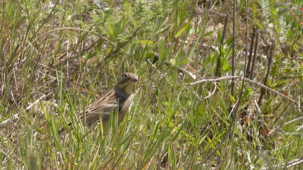 Ortolan Bunting